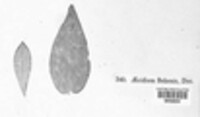 Aecidium behenis image